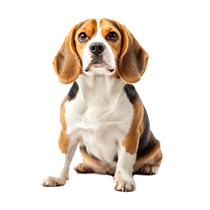 Cães
